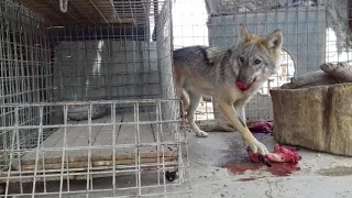 الذئب وطريقة اكله  How wolf prey on مع عدنان الخبير