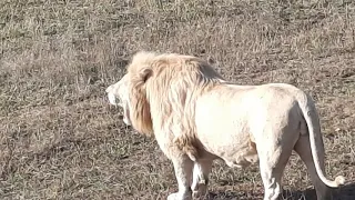 🌷Всем весеннего настроения. Лев Кай 🦁❤❤