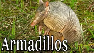 Amazing Facts About Armadillos. True Facts About The Armadillo. Animals Life