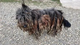 Carrying 4+kg Of Dirty Matted Dreadlocks YOU WON'T BELIEVE How This DOG Looks After A Shaving