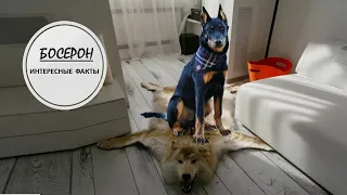 БОСЕРОН🐕/Босская овчарка - волчья кровь🐺