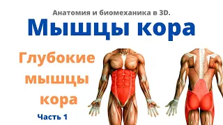 Анатомия кора. Часть 1. Глубокие мышцы кора.
