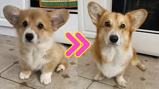 Corgi from Puppy to Adult (2 months to 1 year)