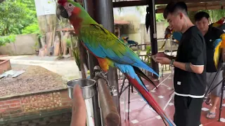 Dàn macaw tập chung Bình Phước