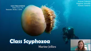 Class Scyphozoa: Taking on the Jellies