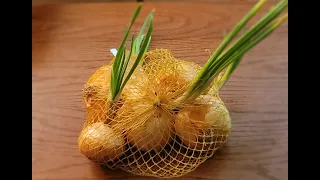 Clark's Cookery: Onion Planting From Green Sprouts