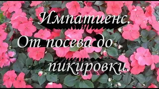 Выращивание ампельного импатиенса (Бальзамина) из семян. От посева бальзамина до его пикировки.