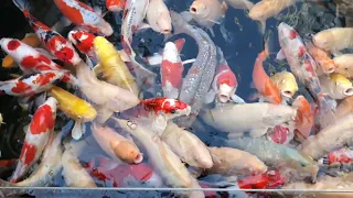 Koi Karpfen im Kölle Zoo Stuttgart-Zuffenhausen