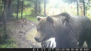 velky medved s medvedicou medvedia ruja 2023