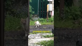 🐱Уличная Кошка Привела К Нам Своего Котенка🥹