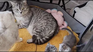 Kittens call their daddy cat, meow loudly, but mom needs him more