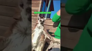 Lemur gets too high