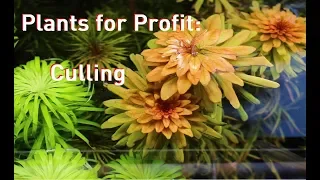 Plants for Profit: Culling - When to Start Over