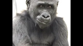 Gorilla life/Zoo Atlanta- Floyd tests the Wires!!