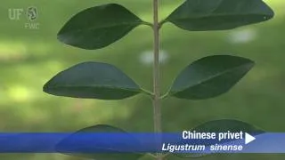 Chinese privet (Ligustrum sinense)