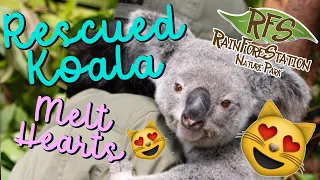 Rescued Koalas Melt Hearts | Cute Koalas! | Rainforestation, Kuranda, Tropical North Queensland