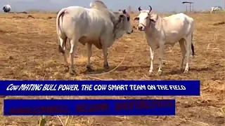 Cows Bull Making | my village cows power | The smart team meeting summer on the field