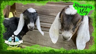 Maargies vlog 69: veel leuks en goed nieuws! Schapen scheren, geitjes geboren en dak voor kalfjes