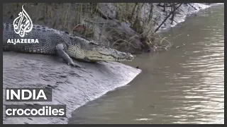 Crocodile-human conflict affecting life in eastern India