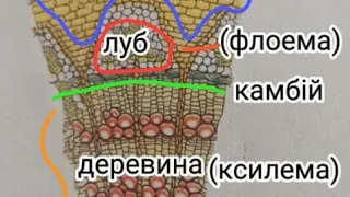 Внутрішня будова стебла. Біологія 6 клас