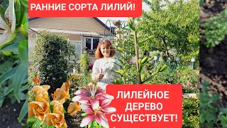 ЛИЛЕЙНОЕ ДЕРЕВО СУЩЕСТВУЕТ. ЗАЦВЕЛИ РАННИЕ СОРТА ЛИЛИЙ. АЗИАТСКИЕ ГИБРИДЫ.