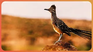 West Texas's Incredible Desert Wildlife [4K] | Expeditions With Patrick McMillan | Real Wild