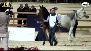 N.65 SAMIH EL NOCKRASHY - The Egyptian Event Cairo 2021 - Colts 2 Years Old (Class 4).mp4