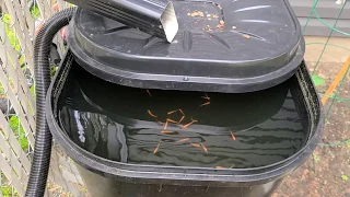 Fish in rain barrels vs no fish