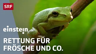 Amphibien – unsere Frösche, Molche & Kröten sind vom Aussterben bedroht | Einstein | SRF