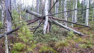 The Sasquatch Savant Theory 2: Why all these Stick and Tree Structures?