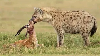 Hyenas Eat Impala Alive As Guts Fall Out Hyena Vs Lion Leopard Vs Wild Dogs #wildlife