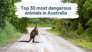 Top 30 most dangerous animals in Australia 2022