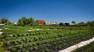 Південь на Порозі,пора Знімати Агроволокно-Заморозків більше НЕ БУДЕ?