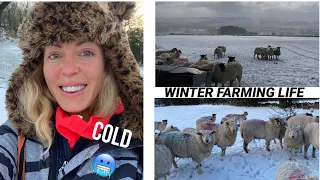 COLD SNAP STARTS! FEBRUARY FARM LIFE - DALE FARM PEAK DISTRICT