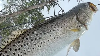 GATOR TROUT- Tips And Tricks Catch The Biggest Trout!!
