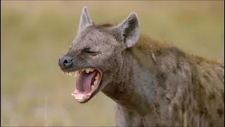 Wild Life - Spotted Hyenas Documentary 2020 Full HD 1080p