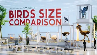 BIRDS Size Comparison | 3D