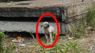 Poor Puppies Living Under Concrete Slab Get Rescued And Given Second Chance At Life