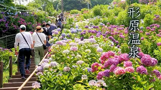 The best time to see Japanese Hydrangeas(Ajisai) at Katahara Onsen. #形原温泉