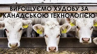 Ukrlandfarming Бахматюка – Вирощуємо худобу за канадською технологією