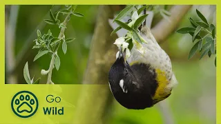 Keas – New Zealand’s Witty Daredevils | Go Wild