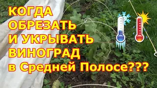 КОГДА ОБРЕЗАТЬ и УКРЫВАТЬ ВИНОГРАД в Средней Полосе ??? ЗАКАЛКА ЛОЗ