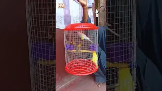 The Art of Cage Making: Plastic Chabbi and Wire Mesh Cage