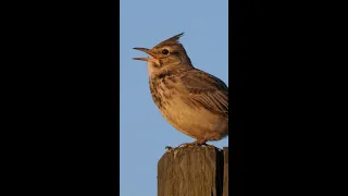 Crested lark singing at sunset / Ciocârlan cântând la apus