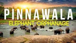 Pinnawala Elephant Orphange | A must visit place in Srilanka| Baby elephants