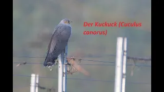 Der Kuckuck (Cuculus canorus) - Artportrait