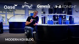 Modern Koi Blog #6076 - Verlieren Kujaku das Rot schneller als Giosanke?