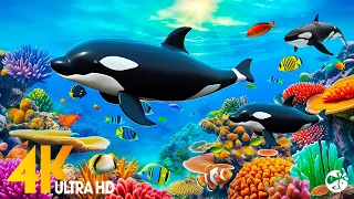 [NEW] 11HR Stunning 4K Underwater footage - Rare & Colorful Sea Life Video-Relaxing Sleep Music