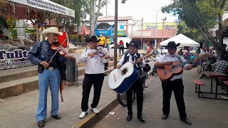 Dedicandoles canciones 🎻a los suscritores 🎼