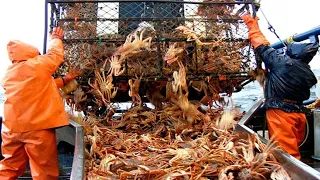 Awesome Big Catch Snow Crab Fishing Under Deep Sea - Crab Fishing Trap on the Modern Boat